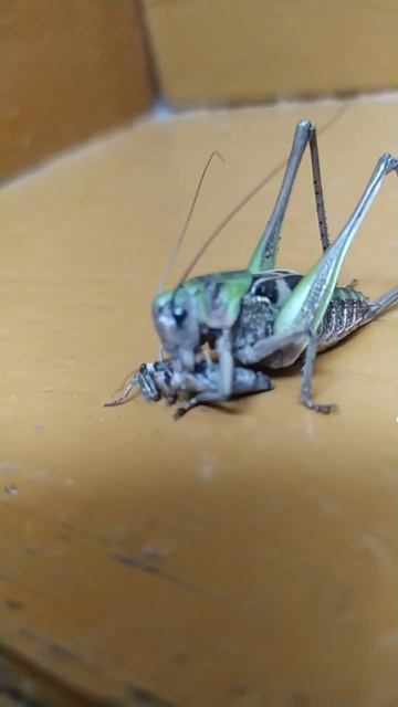 Охота кузнечика смотреть онлайн