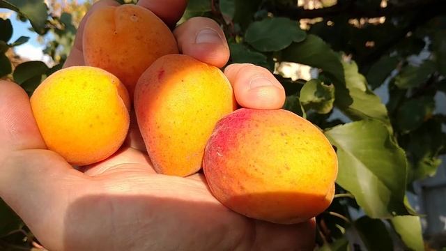 Абрикос Фаркло після місяця зберігання на дереві смотреть онлайн