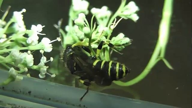 ИНСЕКТАРИЙ: 256. Cerceris quadrifasciata смотреть онлайн