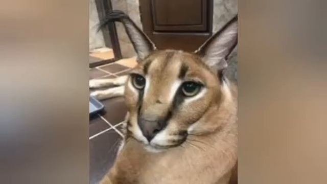 Эдит Шлёпы... 🐆 смотреть онлайн
