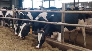 Оценка типа телосложения (ОТТ) КРС голштинской породы