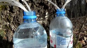 Сбор березового сока. Самый эффективный метод