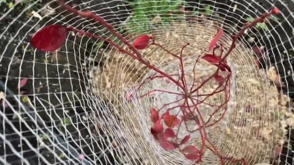 Моя голубика в ноябре 2020. Голубика в сетке от зайцев