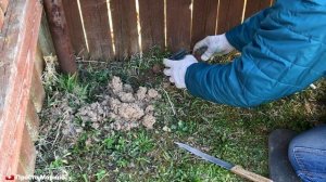 Как избавиться от кротов.