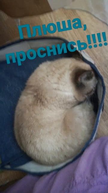 Плюша не хочет просыпаться #утро#будильник#cat#котики смотреть онлайн