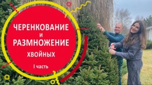 Черенкование и размножение хвойных 1 часть