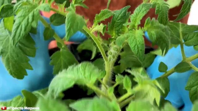 Перевалка, пересадка томатов в мешки для раннего урожая. смотреть онлайн