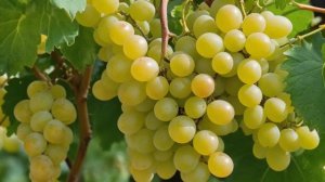 Виноград Коринка русская характеристика и описание сорта, выращивание - Ягоды