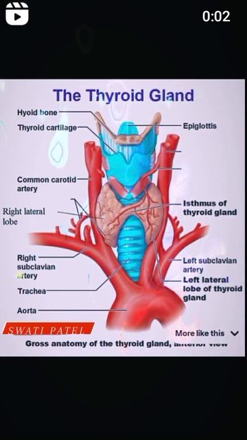 The Thyroid Gland Structure #anatomy #medicalstudent #mbbsanatomy #neet #gnmnursing_course смотреть онлайн
