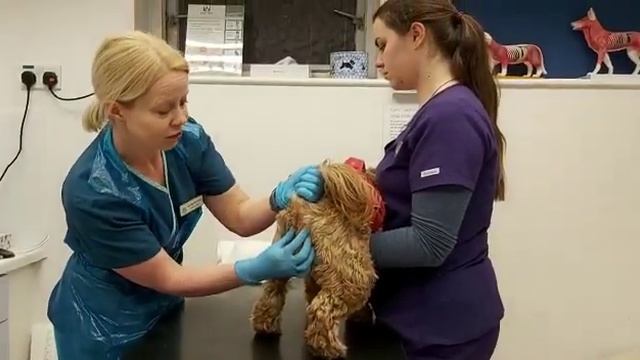 How to Express Your Dog's Anal Glands смотреть онлайн
