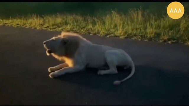4 Unique Types Of Lions || PART 2 || All About Animals смотреть онлайн