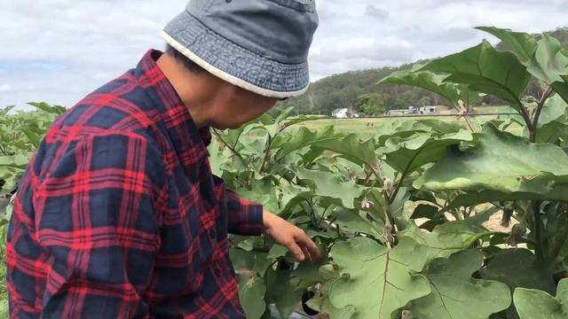 Rita picking fresh organic Eggplants! смотреть онлайн