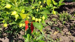 Слабоострый перец, Бикиньо