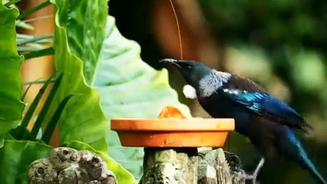 Tui  Prosthemadera Novaeseelandiae