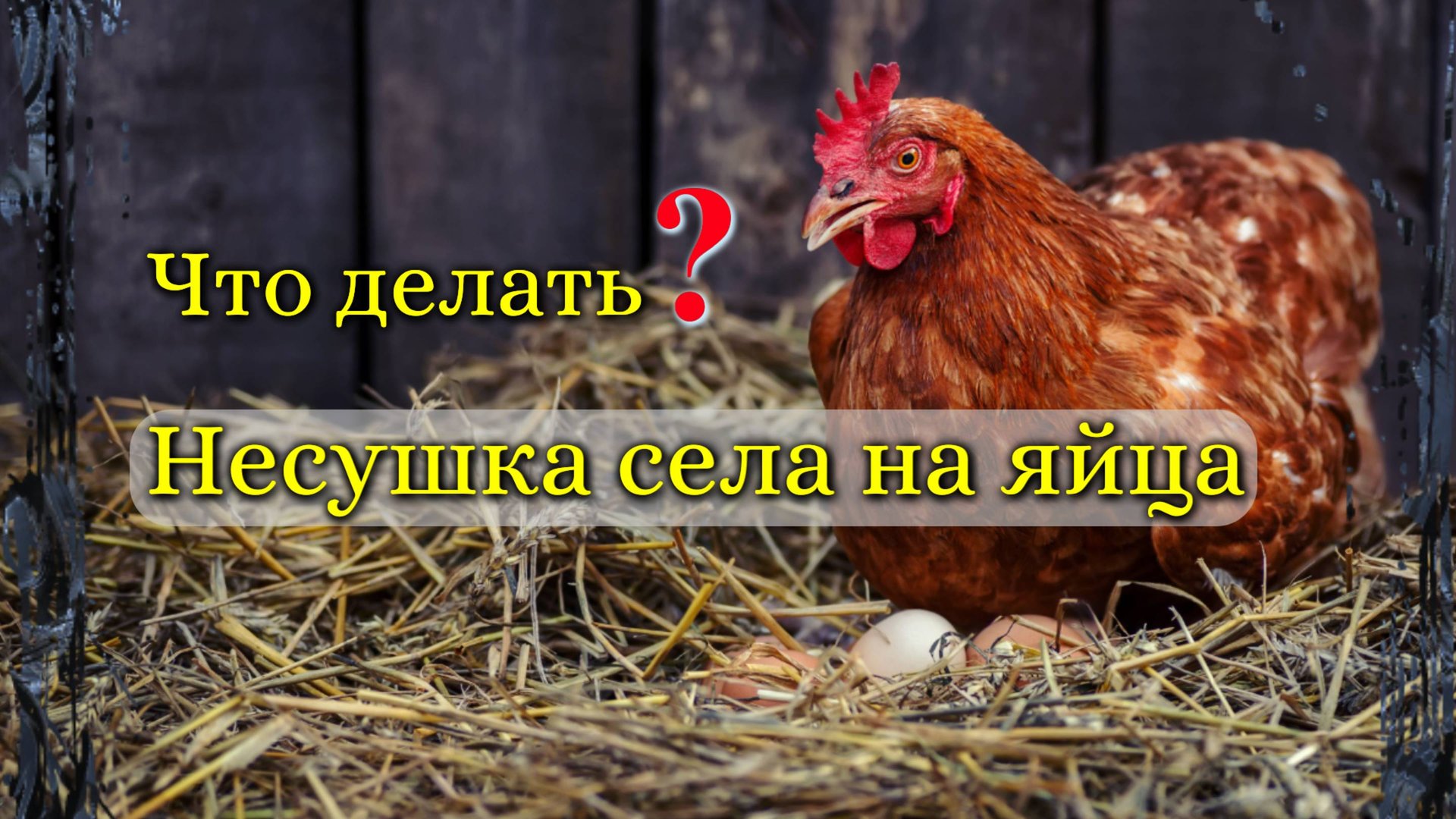 Как отучить курицу-несушку садиться на яйца? смотреть онлайн