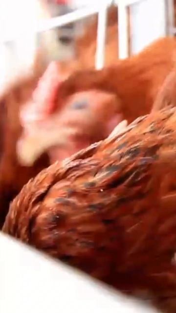 Proteínas y aminoácidos en aves de producción смотреть онлайн