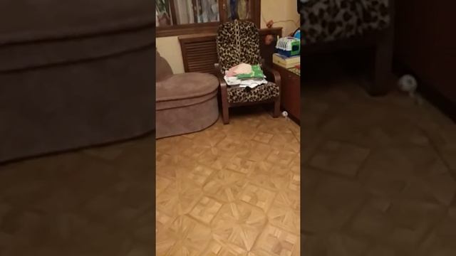 Мой вечер с Шейхом| Читаем книгу для кота смотреть онлайн