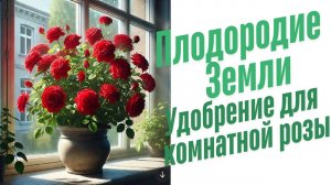 Удобрения для комнатной розы.