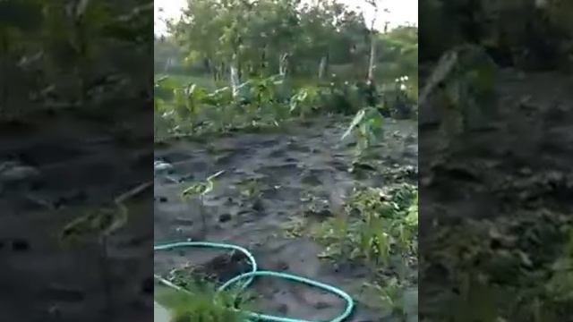 Сваха помогает жарить шашлык из карпа смотреть онлайн