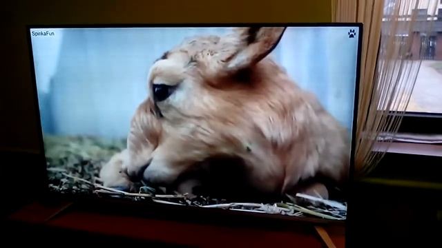 Sharp Aquos 3D Smart Led TV 49' смотреть онлайн