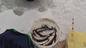 Рыбалка на селедку / снасти для селедки / озеро Тунайча