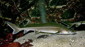 Бестер: Гибрид белуги и стерляди от советских селекционеров. Он оказался лучше родителей.