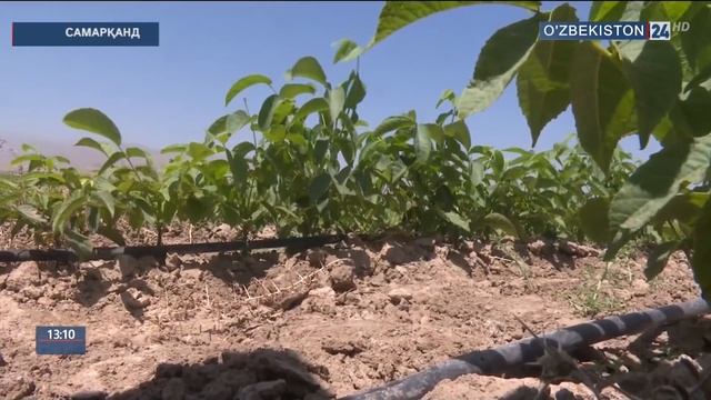 Янгиликлар 24 [13:00] смотреть онлайн