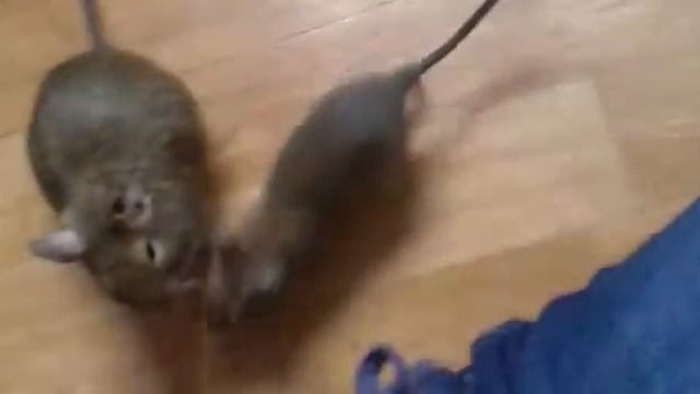 Degu life :) смотреть онлайн