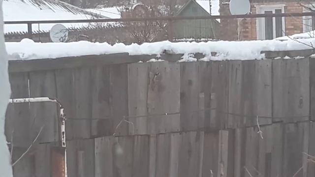 Птица синица смотреть онлайн