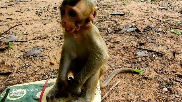 Grandma hold baby monkey Lola give water, Grandma really love angel Lola смотреть онлайн