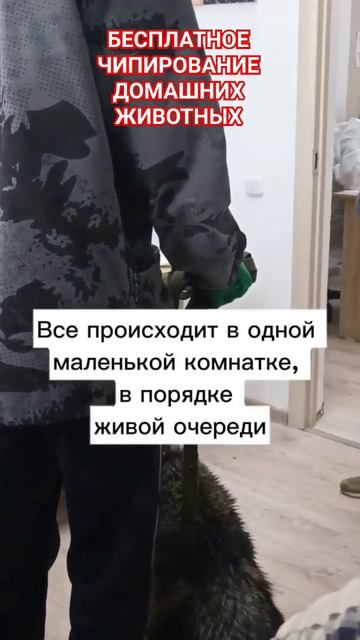 БЕСПЛАТНОЕ ЧИПИРОВАНИЕ ДОМАШНИХ ЖИВОТНЫХ ПО ГОРОДУ АСТАНА ДО 1 СЕНТЯБРЯ.ВАЖНАЯ ИНФОРМАЦИЯ. смотреть онлайн