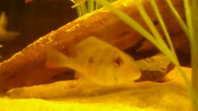Geophagus Winemilleri juveniles смотреть онлайн