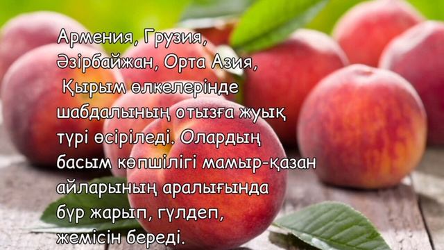 НЕКТАРИН. ПЕРСИК. ШАБДАЛЫ. PEACH. ОНЫҢ ПАЙДАСЫ 🍑🍑🍑🍑🍑🍑🍑🍑🍑🍑🍑🍑