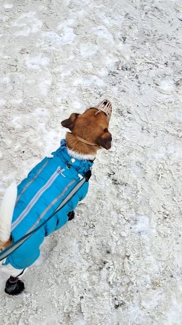 Банда в носочках. Тяжко быть собаками кинолога🤣 ещё и без машины #джекрасселтерьер #собака смотреть онлайн