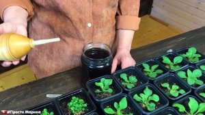 Подкормка петунии и лобелии после пикировки.