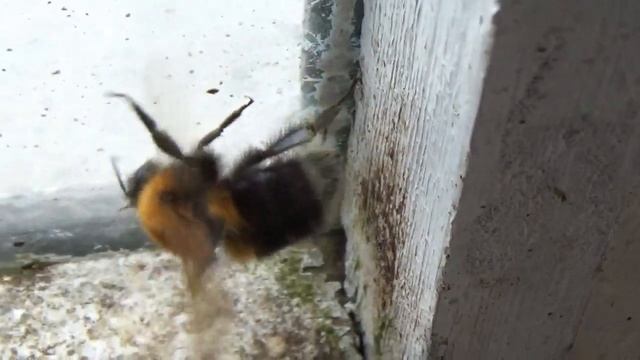 шмель большой шмель насекомое