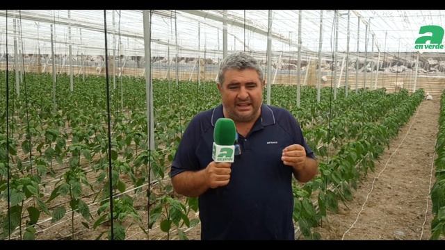 La eficacia del swirskii de Bioline Iberia en las producciones tempranas смотреть онлайн