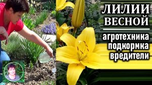 Что делать с лилиями весной после всходов. Агротехника подкормки вредители