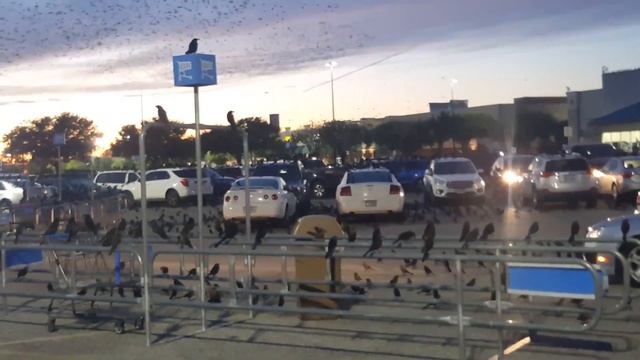 Alfred Hitchcock birds found in Texas смотреть онлайн