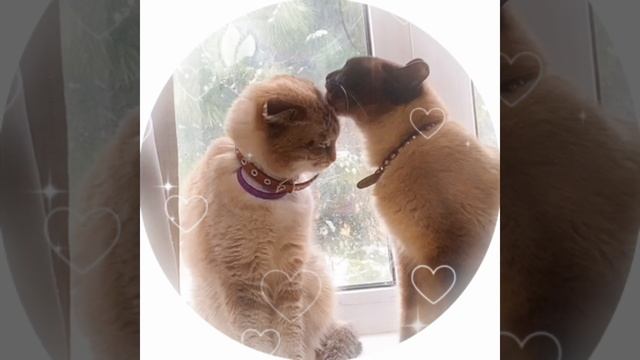 Кошачьи нежности ☺️ смотреть онлайн