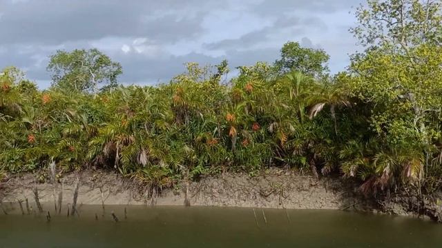 Tiger Tracking in Sundarban Summer 2022 | Sundarban Tour 2022 | Sundarban Boat Safari Hindi Vlog 2 смотреть онлайн
