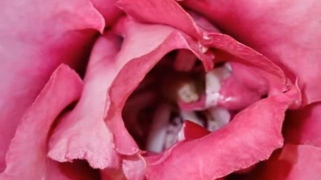 Siningia speciosa - Gloxinia смотреть онлайн