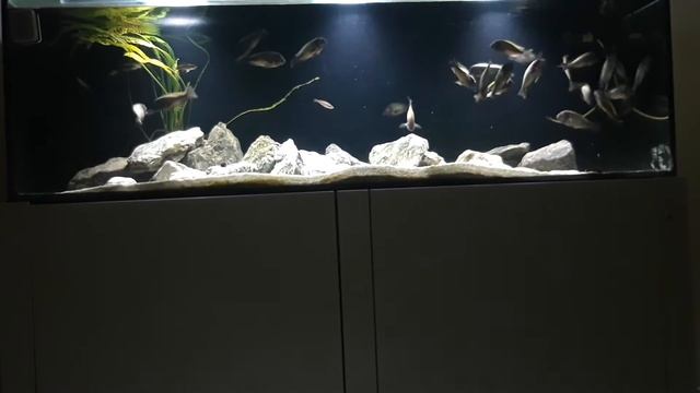 Tropheus moori nkonde yelow f1 смотреть онлайн