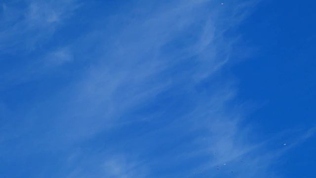 Полет голубей. смотреть онлайн