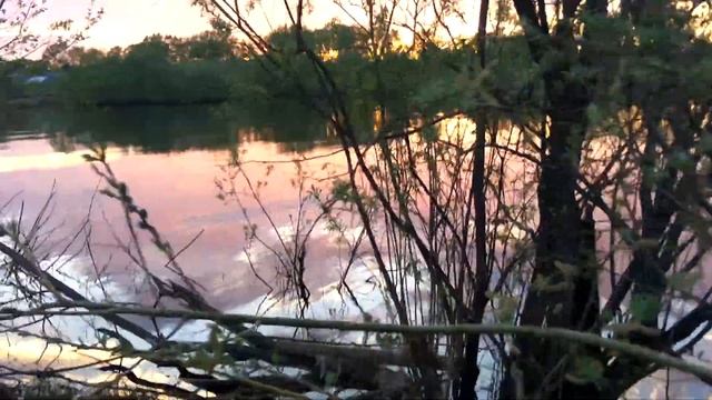 Бобр в р. Исакогорке смотреть онлайн