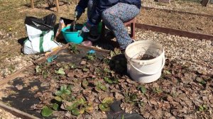 Клубника после зимы!