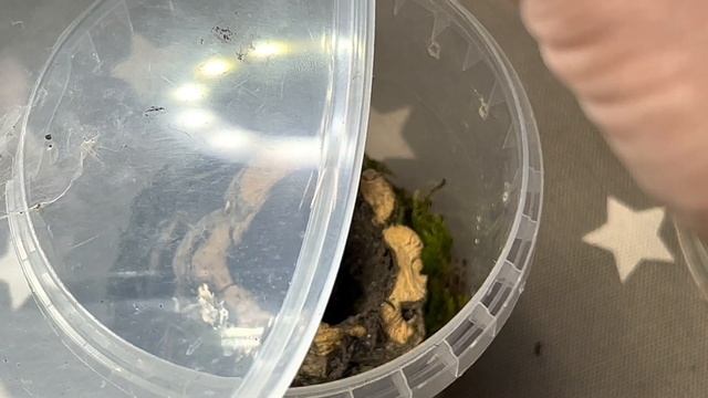 Poecilotheria subfusca Lowland commune #Poecilotheria #arachnid #tarantula #tarantulas смотреть онлайн