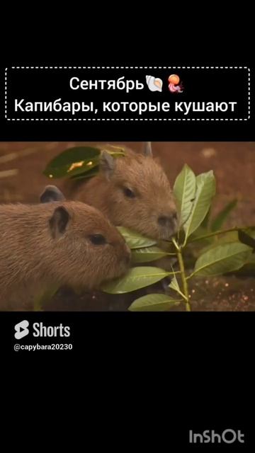 Какая ты капибара по месяцу Рождения?3 часть смотреть онлайн