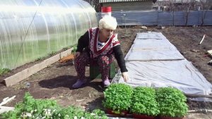 Через неделю буду высаживать томаты в открытый грунт. Сажать в апреле не боюсь!