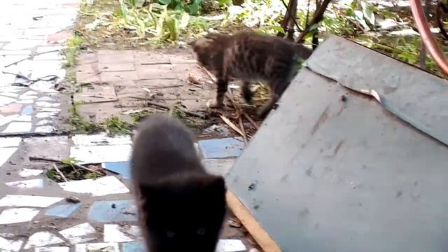 Игры котят 9 смотреть онлайн